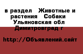  в раздел : Животные и растения » Собаки . Ульяновская обл.,Димитровград г.